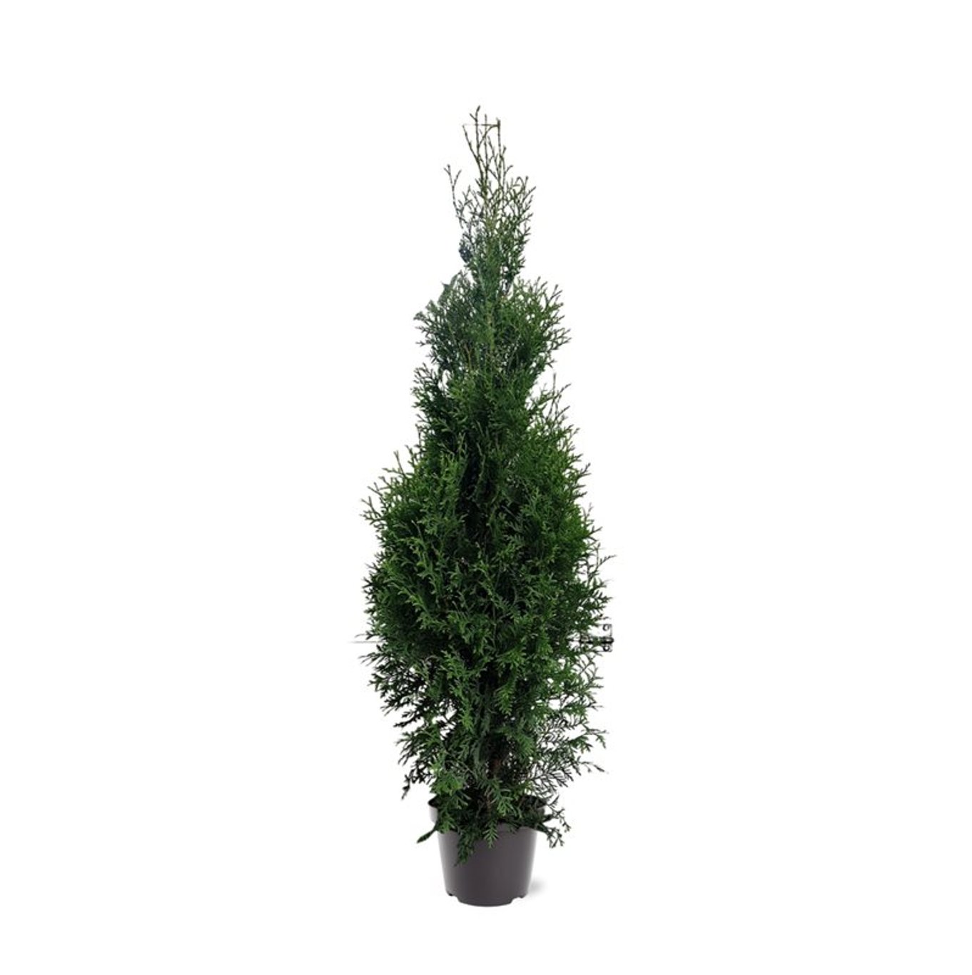 Thuja occ. 'King of Brabant' - C7,5 125-150 CM